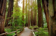 Escursione a Muir Woods e Sausalito